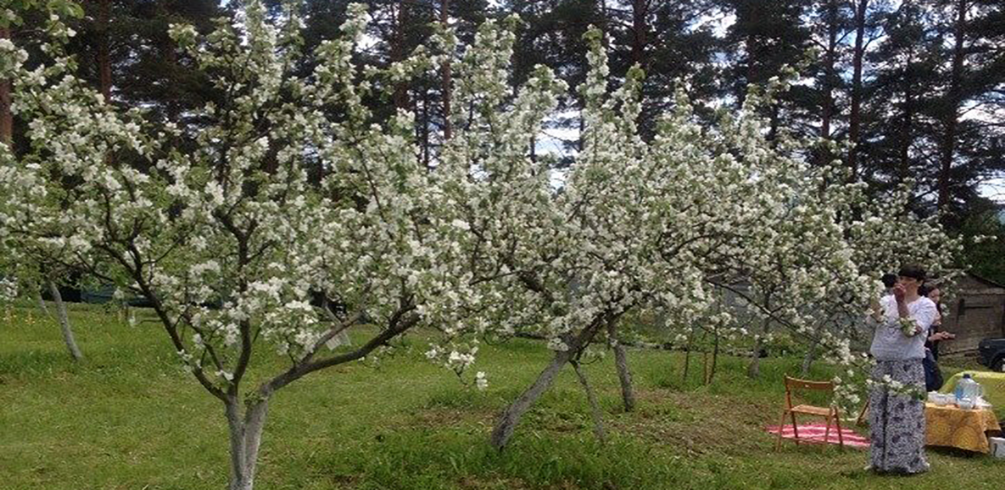 Ботанический сад Петрозаводск яблони